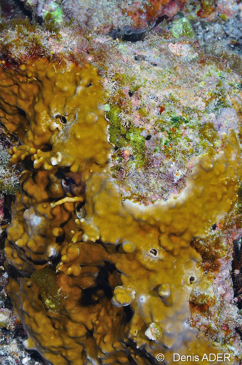 Millepora sp Corail de feu encroutant-Cap Vert Mille poissons-5m-20150408-Denis-ADER-DSC_9833_tn.jpg